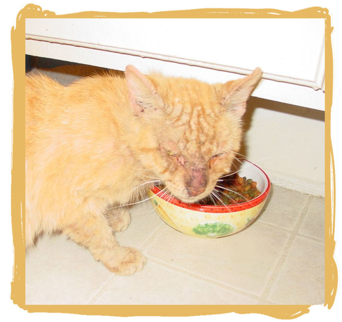 Tommy looks pretty rough here, but he was still a sweet kitty. He was experiencing a lot of discomfort but luckily he still had an appetite.