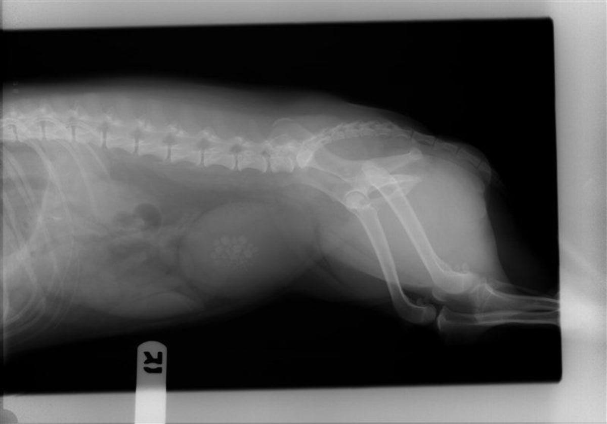 X-Ray Of Bailey With Bladder Stones