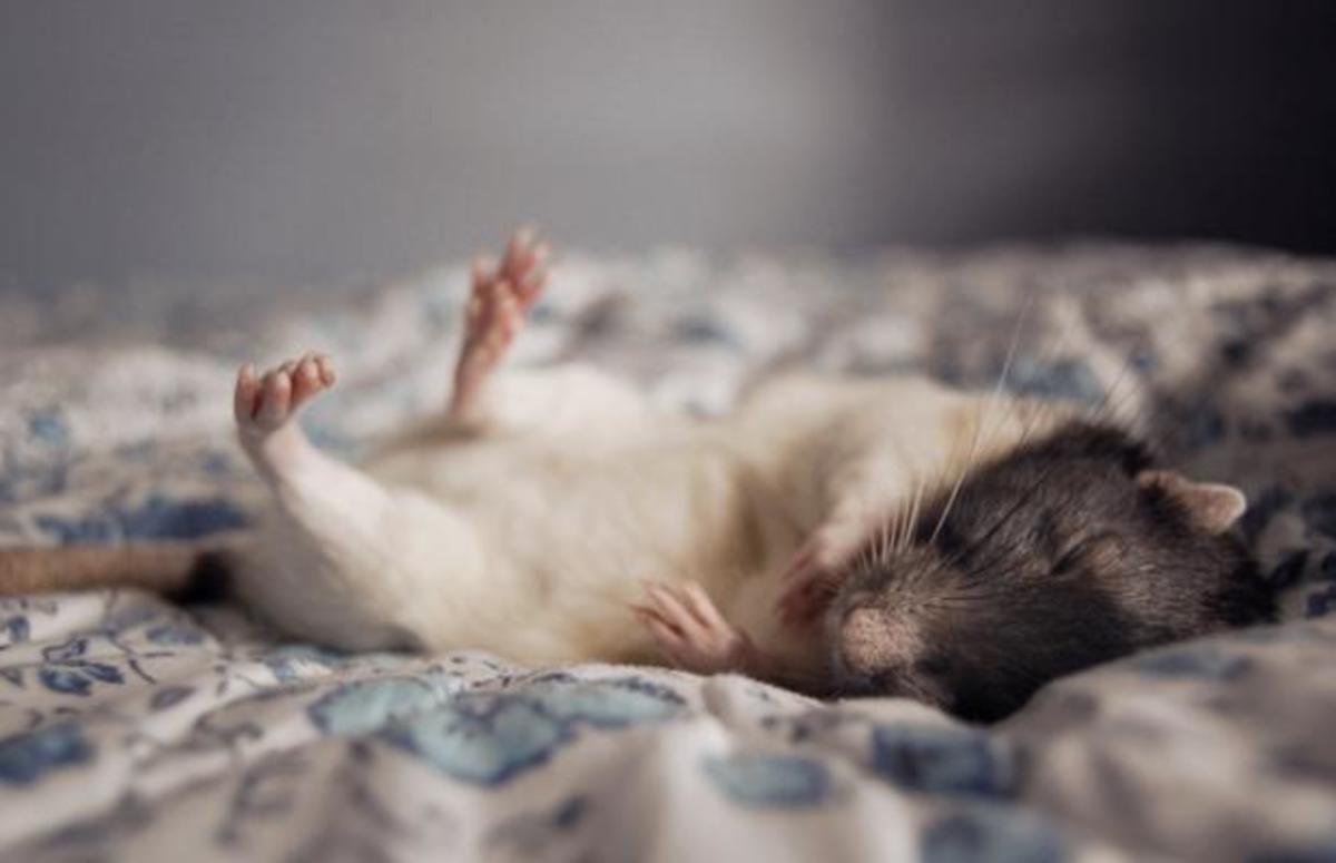 'Bug' the rat sleeps on owner Jessica Florence's bed.