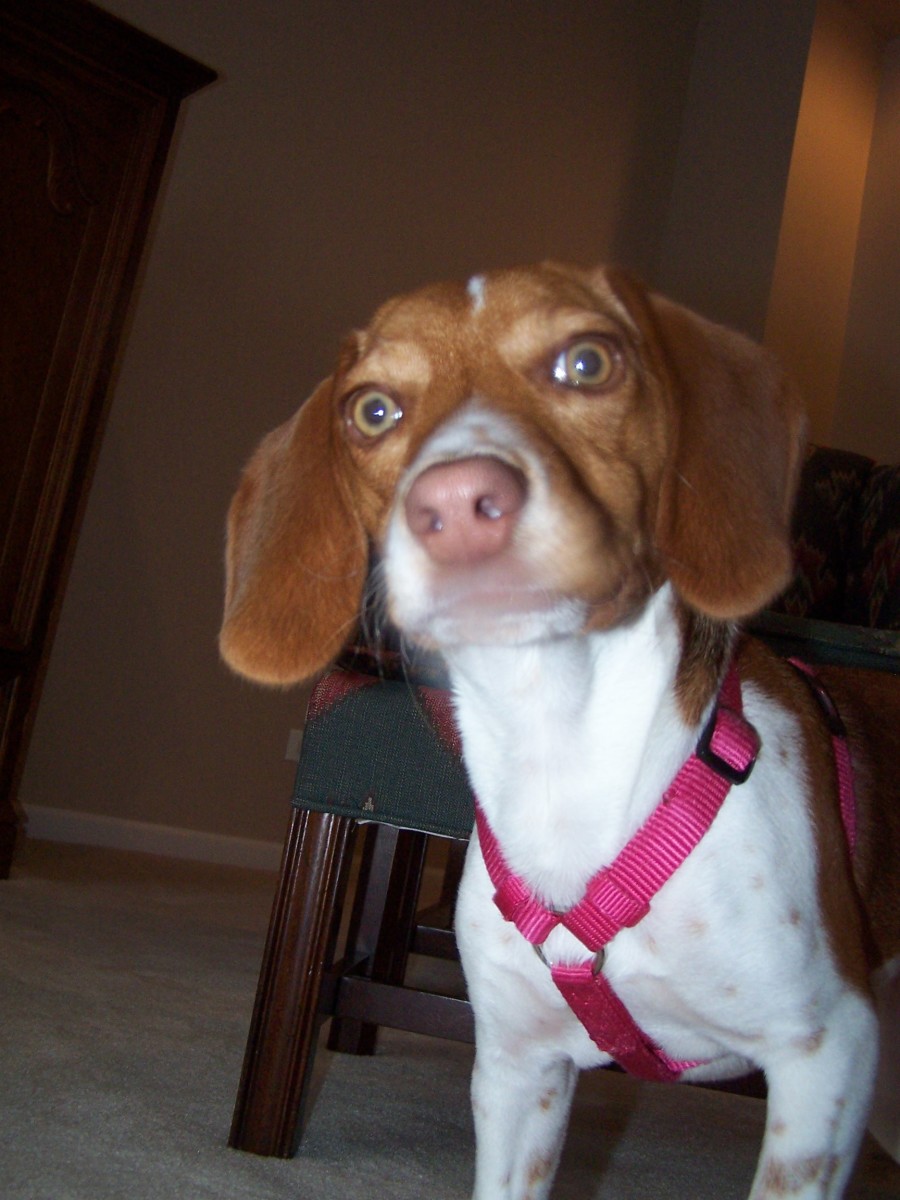 The Beagle nose has a lot of surface area and is moist, aiding in the capturing of scents.