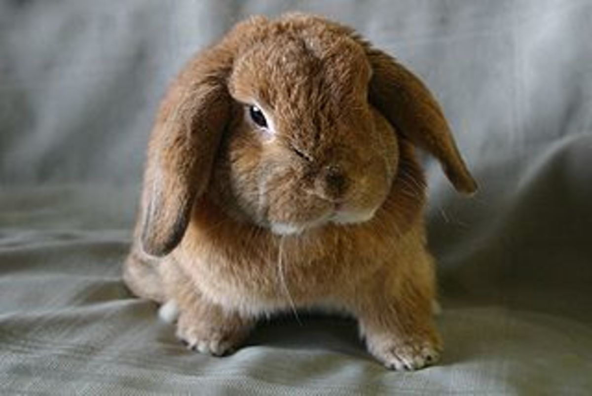 light brown dwarf bunny