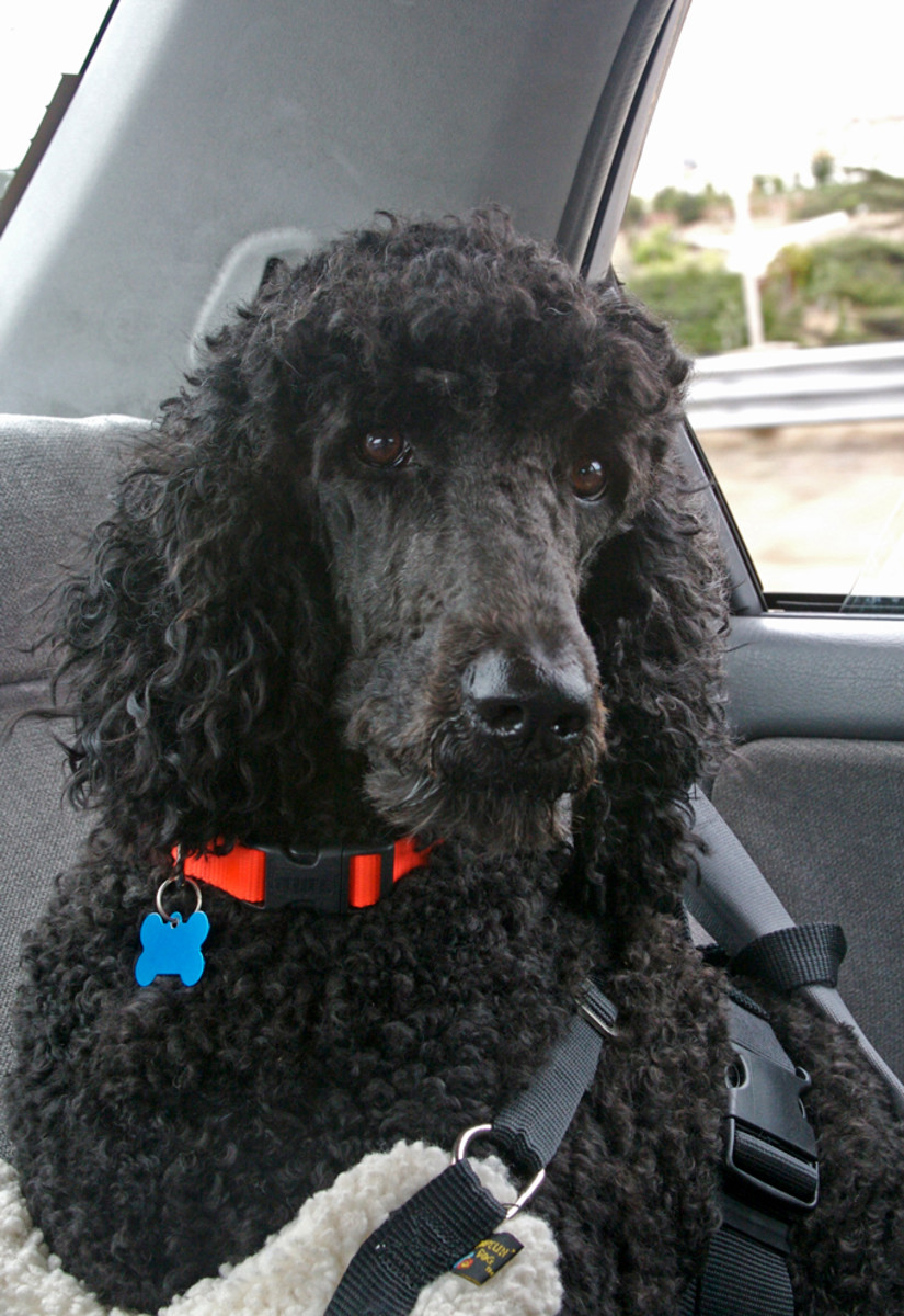 Use a harness to secure your dog using the car's seat belt.