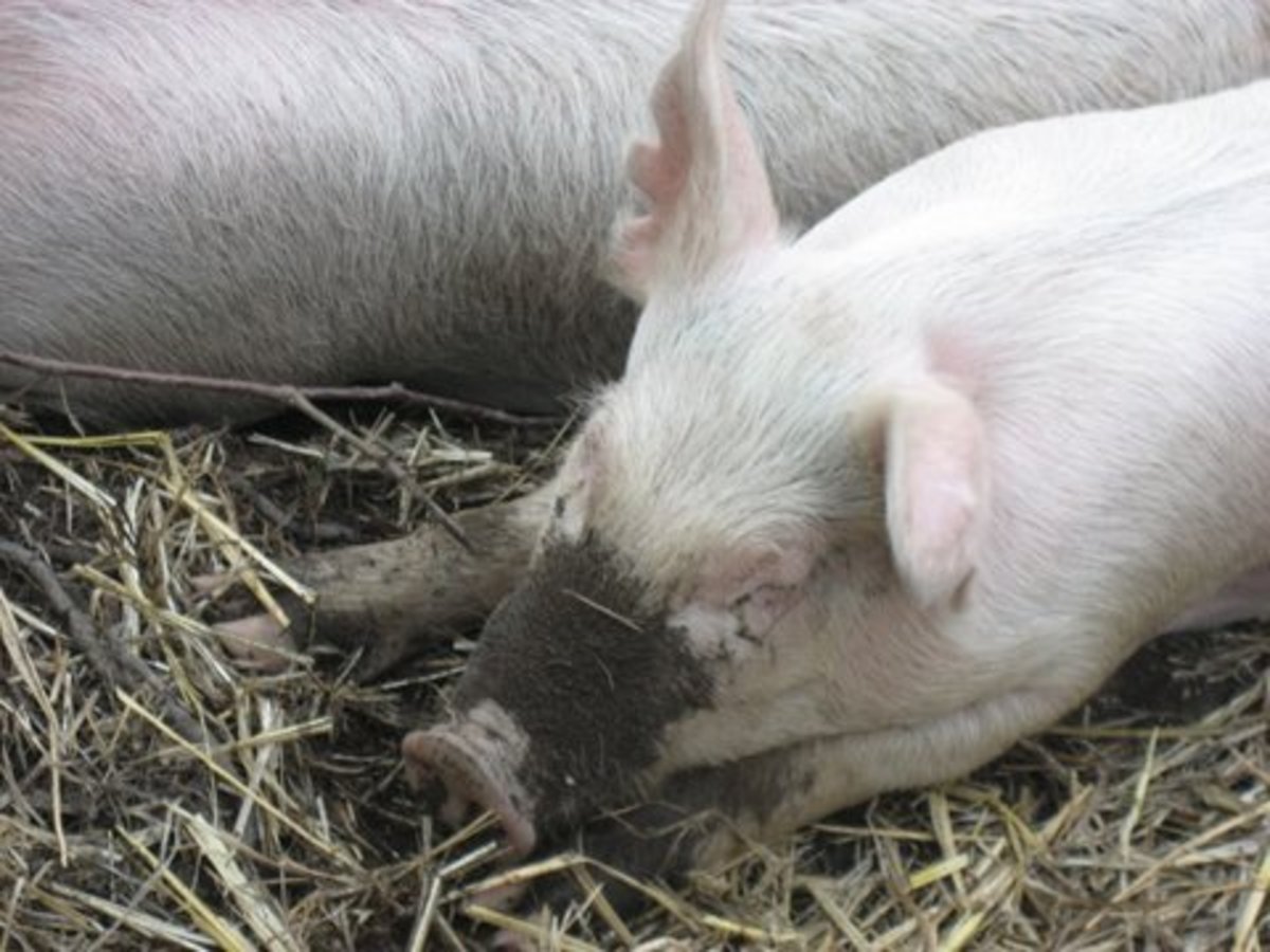 5-common-myths-about-raising-pigs