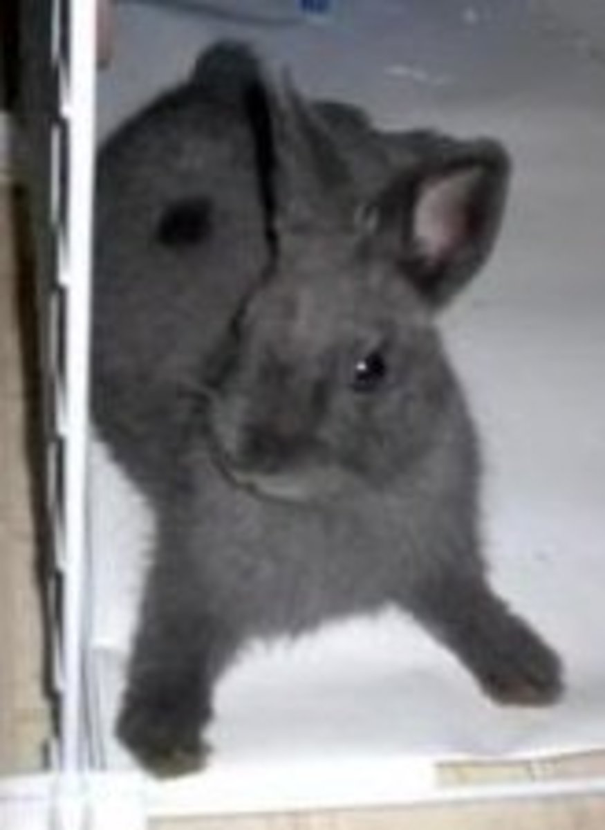 chinchilla netherland dwarf rabbit