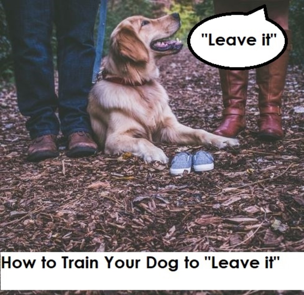 Training your dog in this skill can be important for both convenience and their safety.