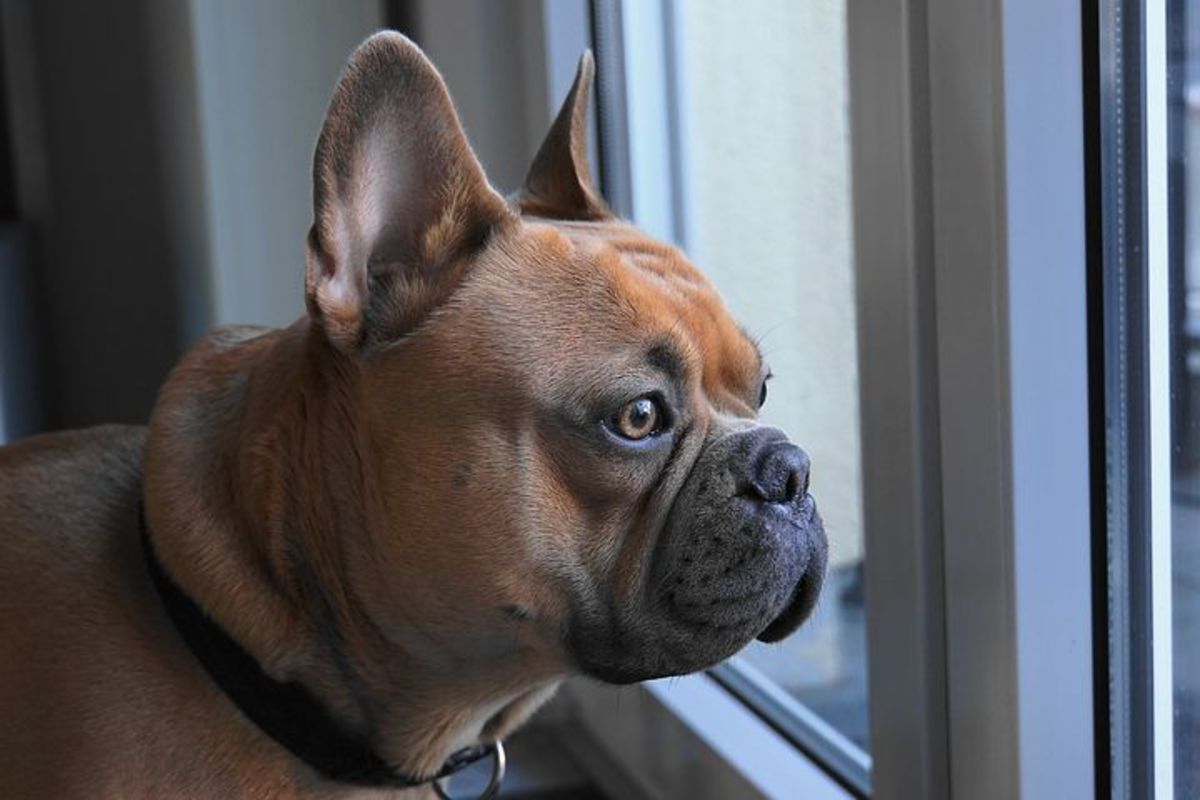 Separation anxiety can cause a number of strange behaviors in dogs, including defacation. 