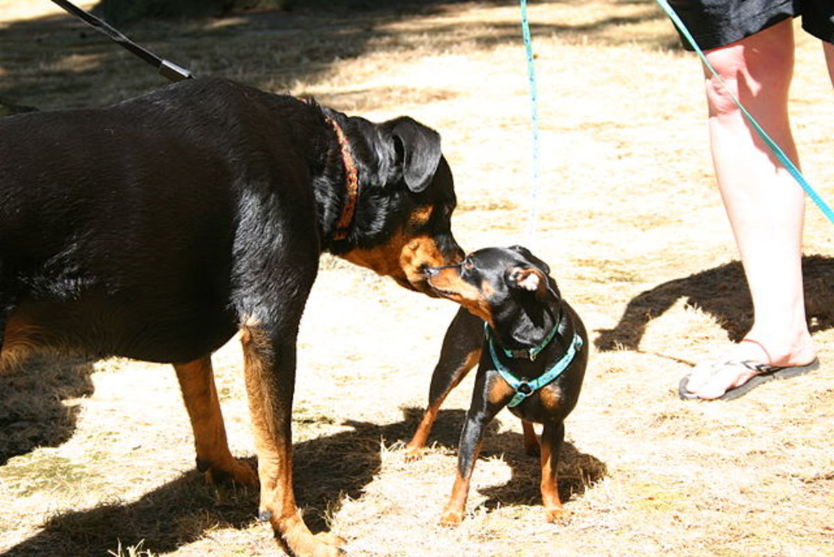 Properly trained and socialized Rottweilers are trustworthy friends. 