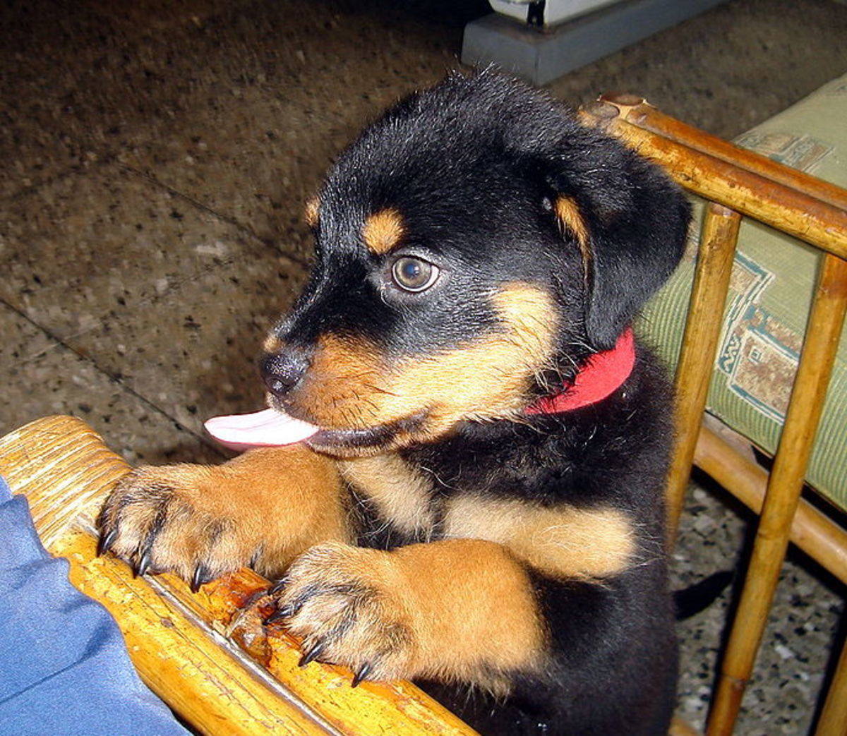 Are Rottweilers Dangerous, or Do They Make Good Pets? - PetHelpful