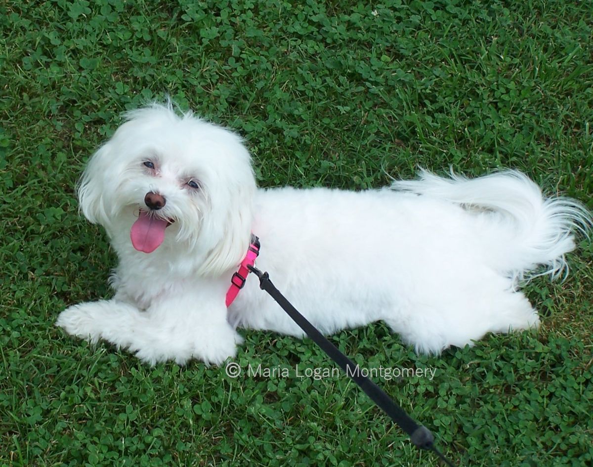 Our sweet little Maltese, C.C. Sadly, we lost C.C. in September 2017. She was almost 13. We were heartbroken for a long time, but we had to let her go, as she was in a lot of pain.