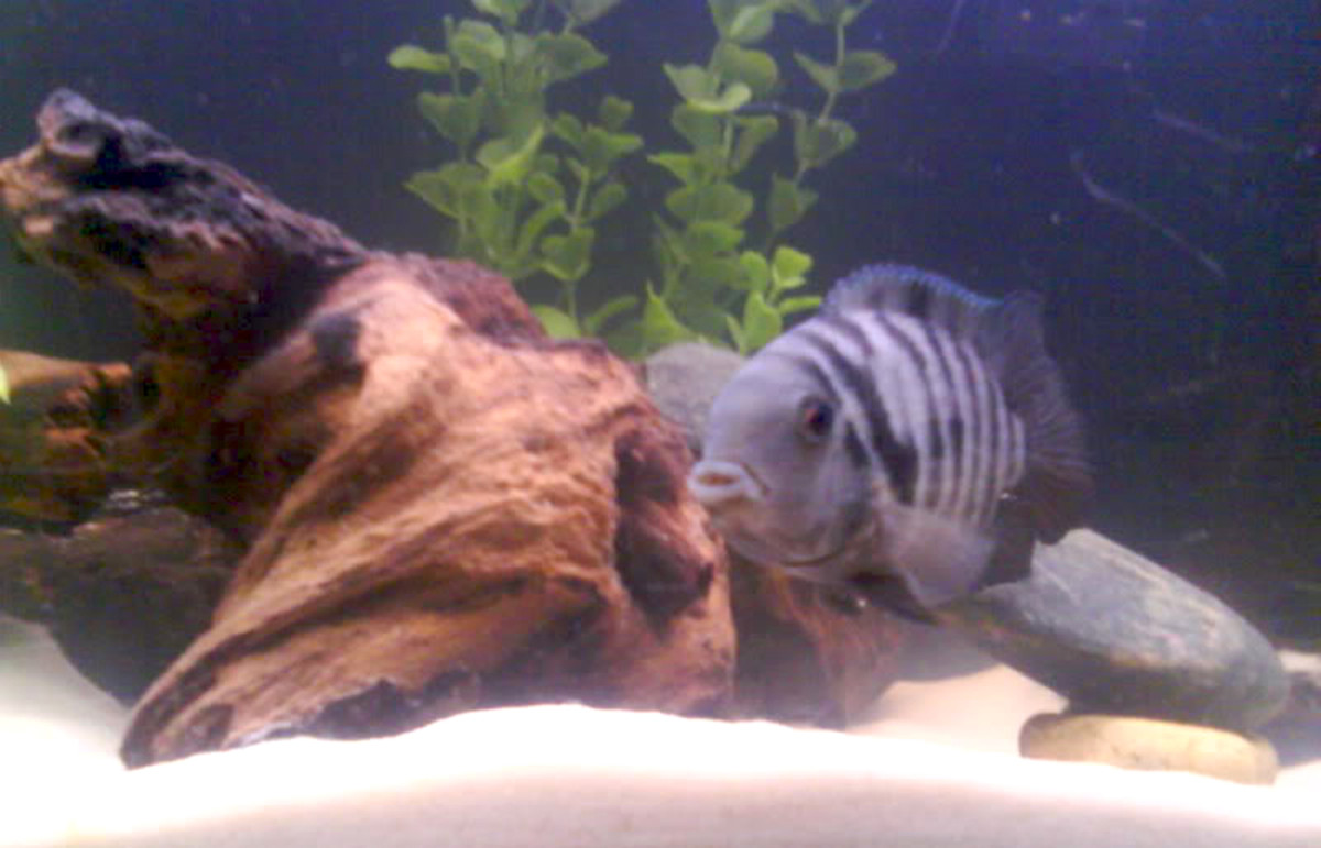 Cichlid food, Feed freshwater fish, Freshwater products