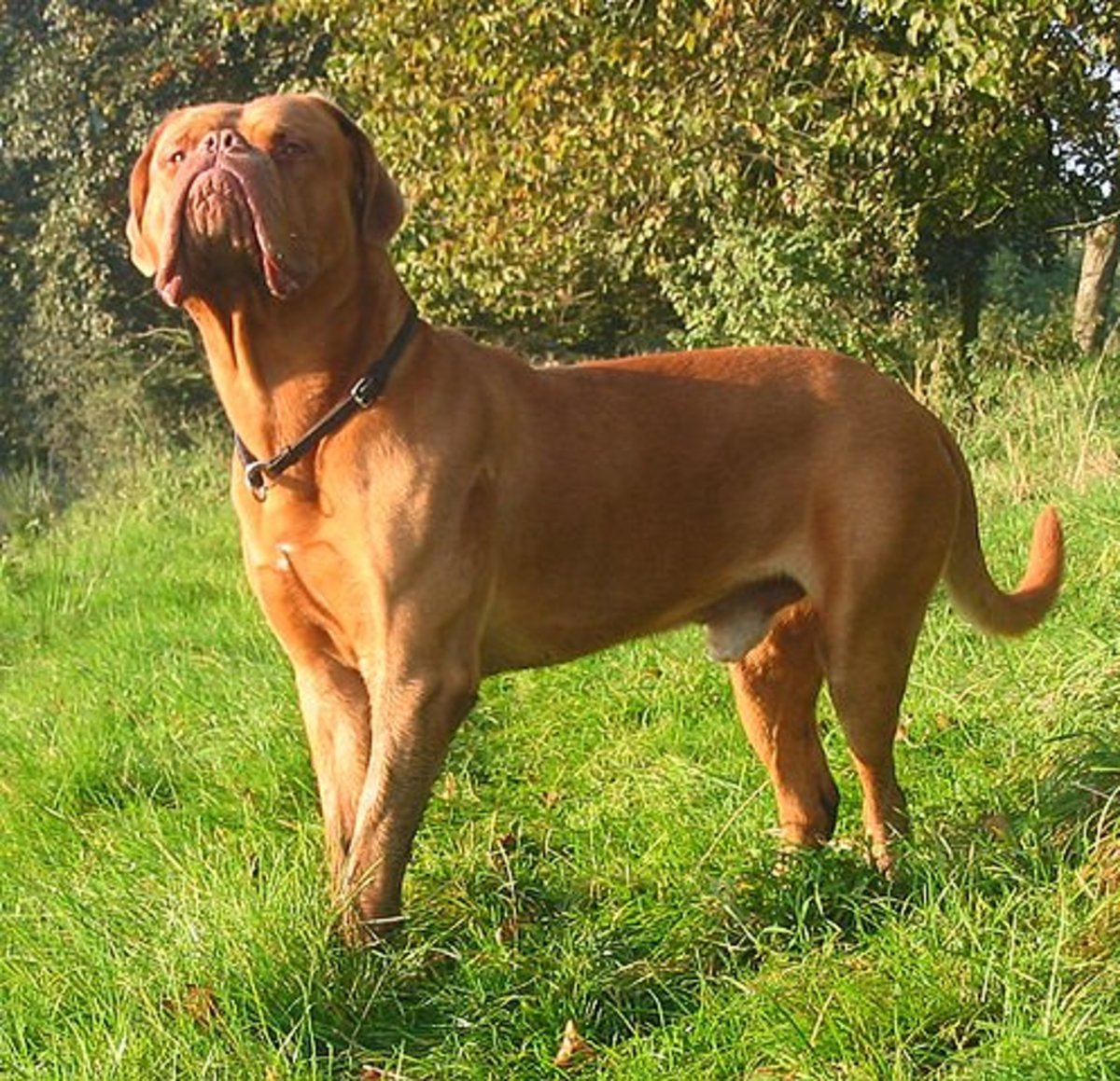 Looking at the majestic stance and the massive, powerful appearance of the Dogue, it is easy to see why the breed was a popular guard and hunting dog. 