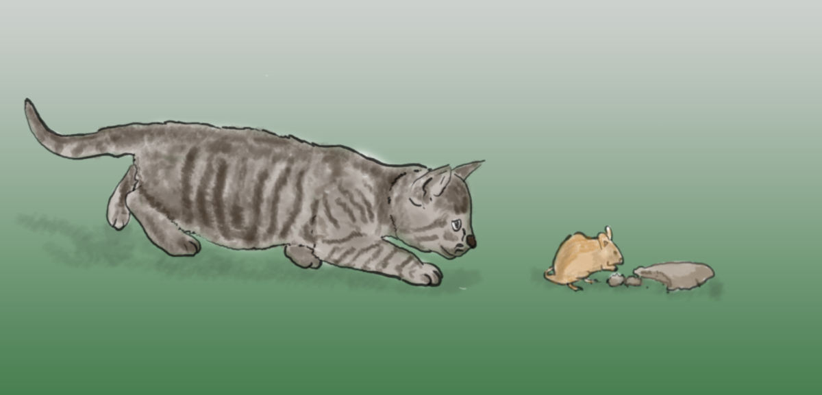 How To Choose A Cat Who Will Kill Mice PetHelpful