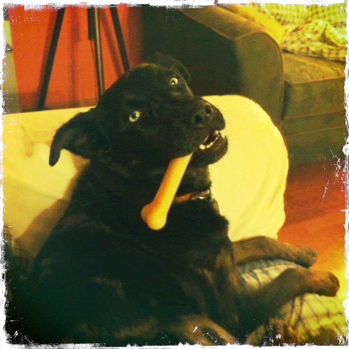 Owly relaxing with her nylon bone.