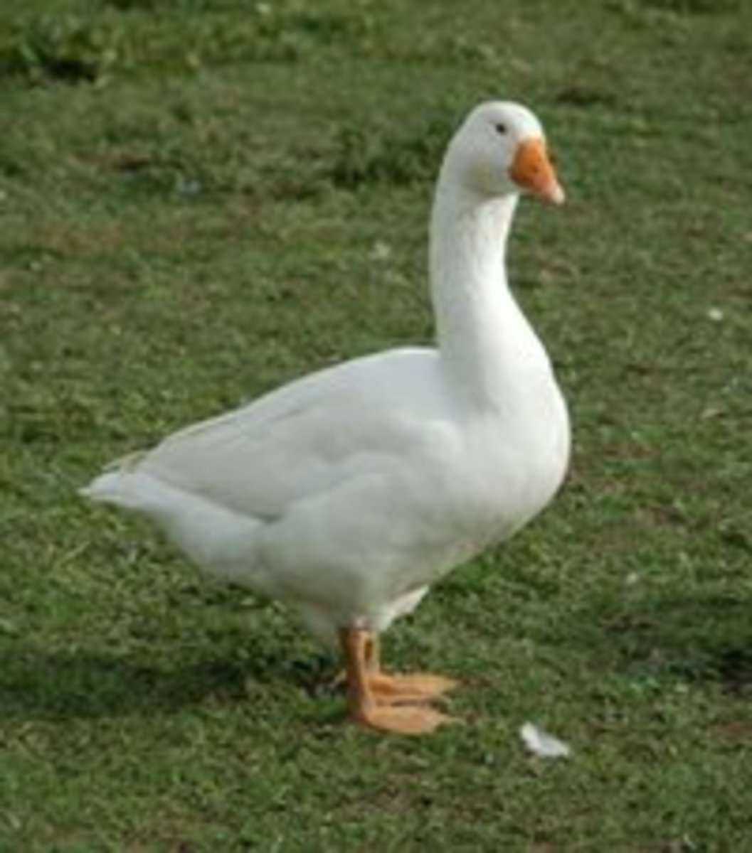 The Emden goose, the name given to the typical farmyard goose.