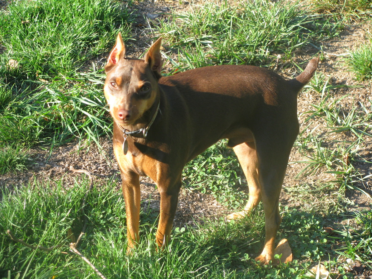 Does Your Min Pin Have Intervertebral Disc Disease?