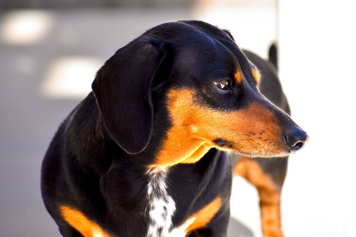 is jumping bad for dachshunds