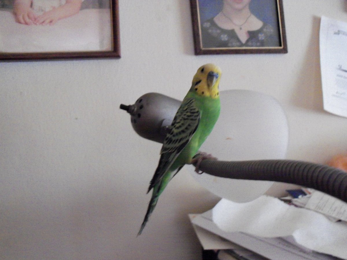 My parakeet, Bogey, perching on my desk lamp overseeing me while I write.