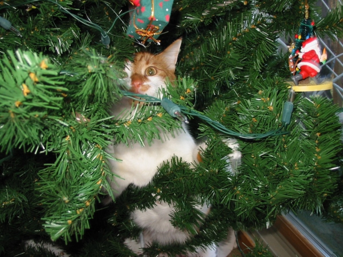 Dakota in our Christmas tree