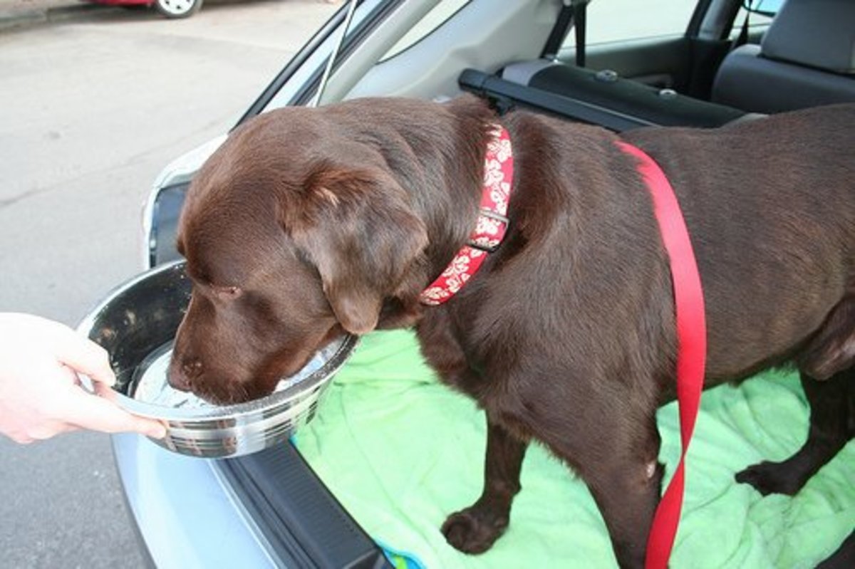 Take water and bowls on long car rides with dogs.