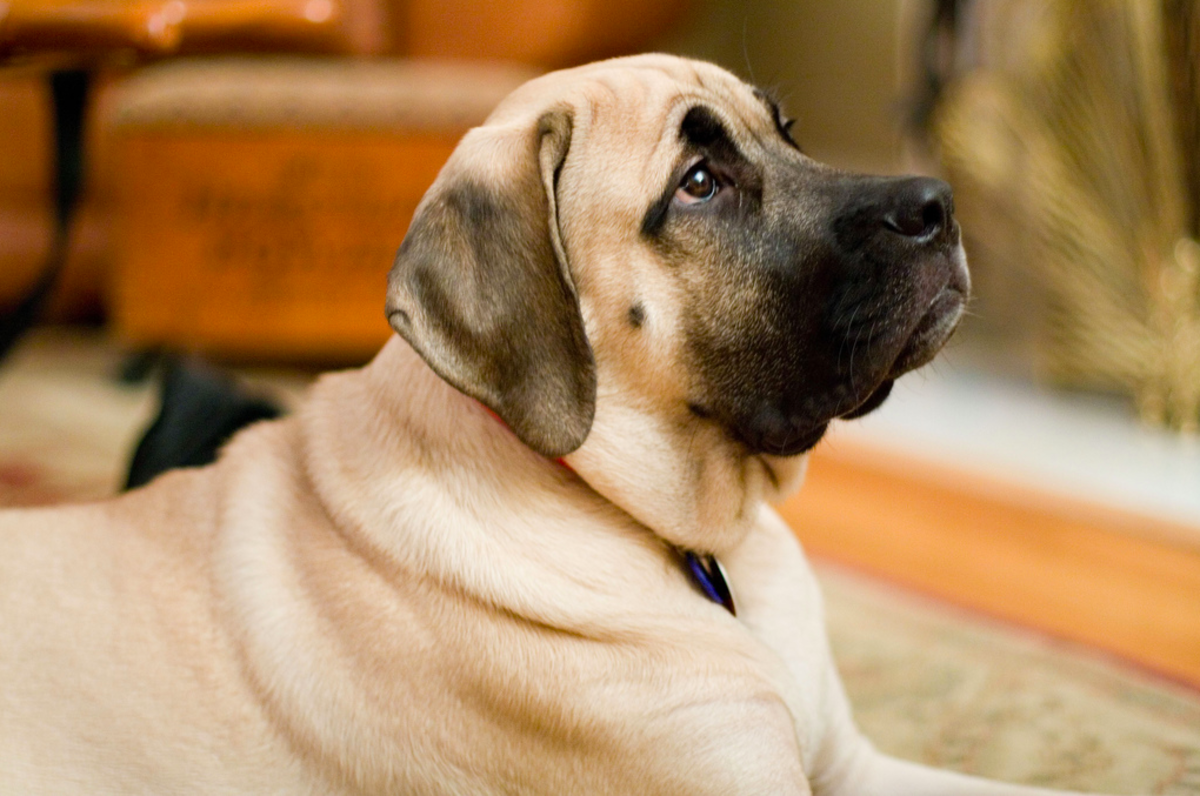Top 10 Largest Dog Breeds Pethelpful By Fellow Animal Lovers And Experts