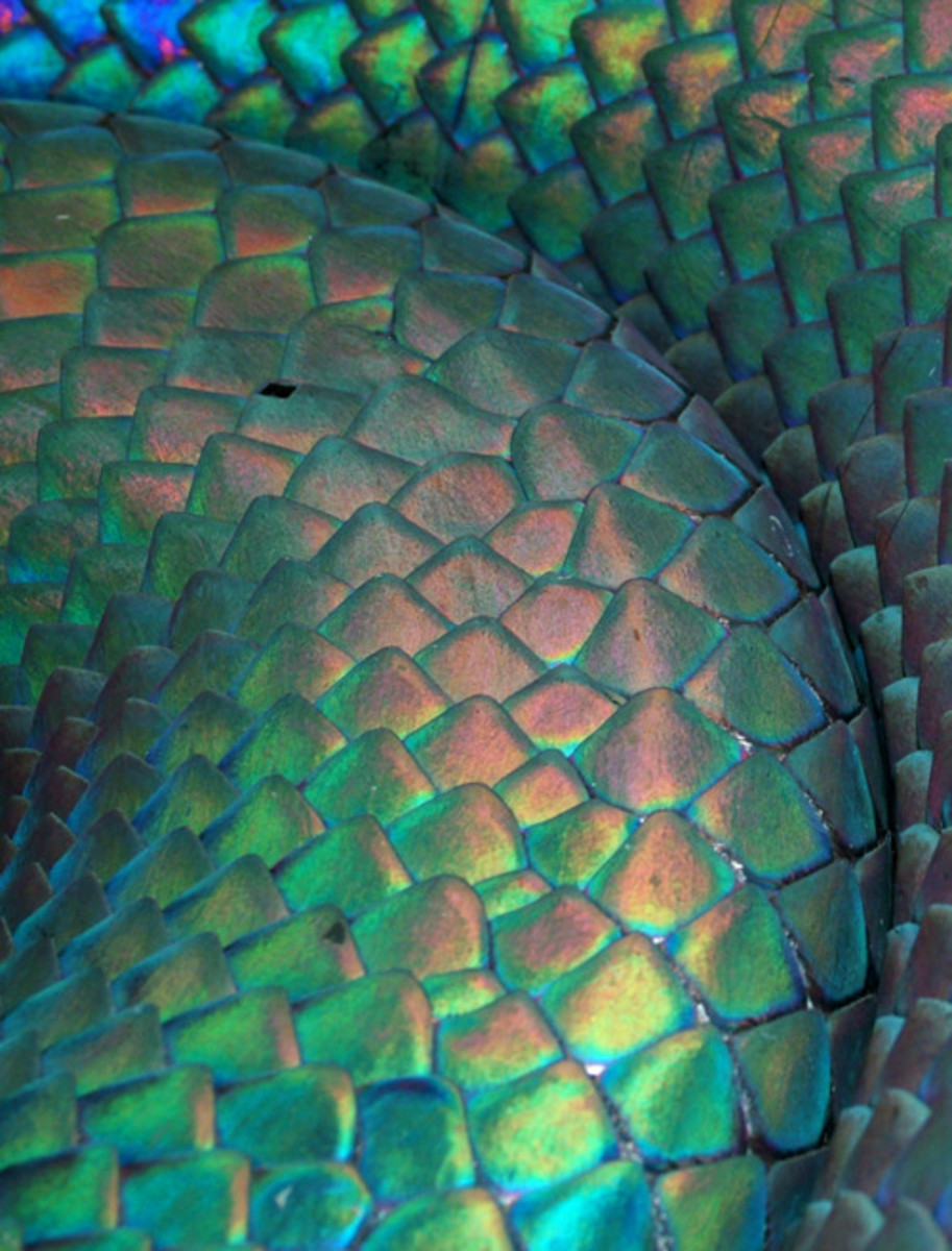 The beautiful scales of a snake