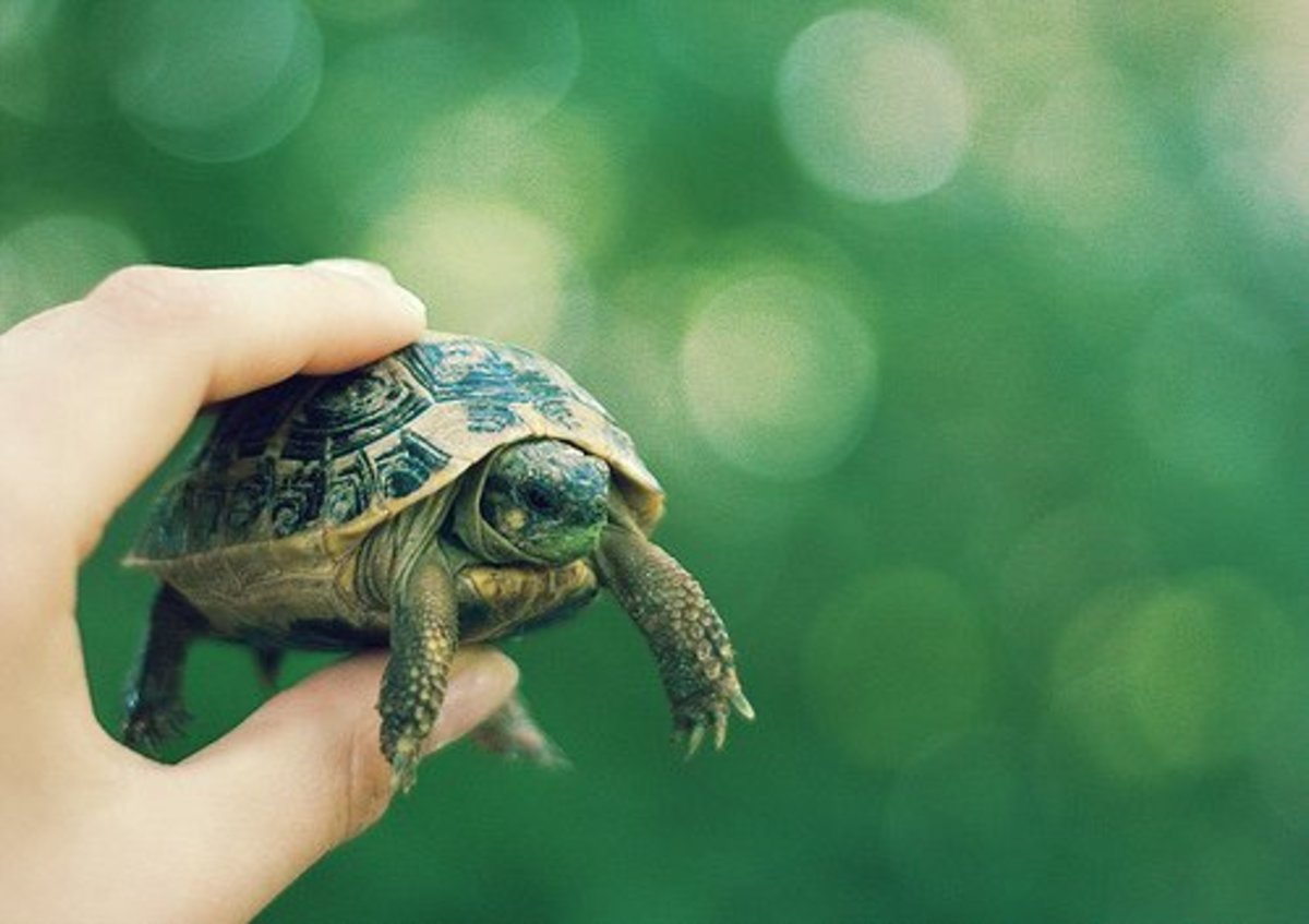 A tiny turtle.