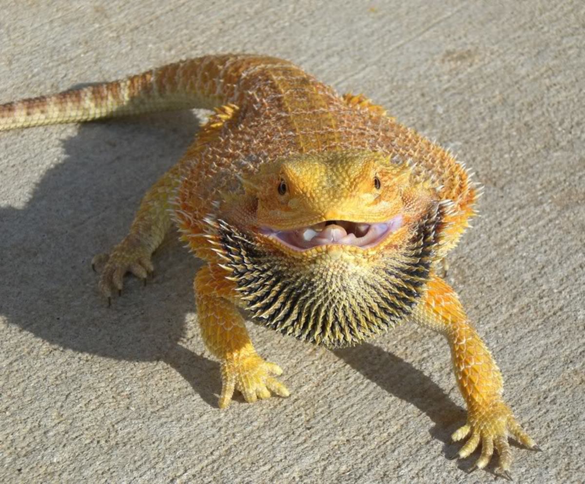 When a bearded dragon reaches its thermal maximum, it will often sit with  its mouth open. This behavior, called gaping, shows that the lizard is at  its optimal temperature for basking. This