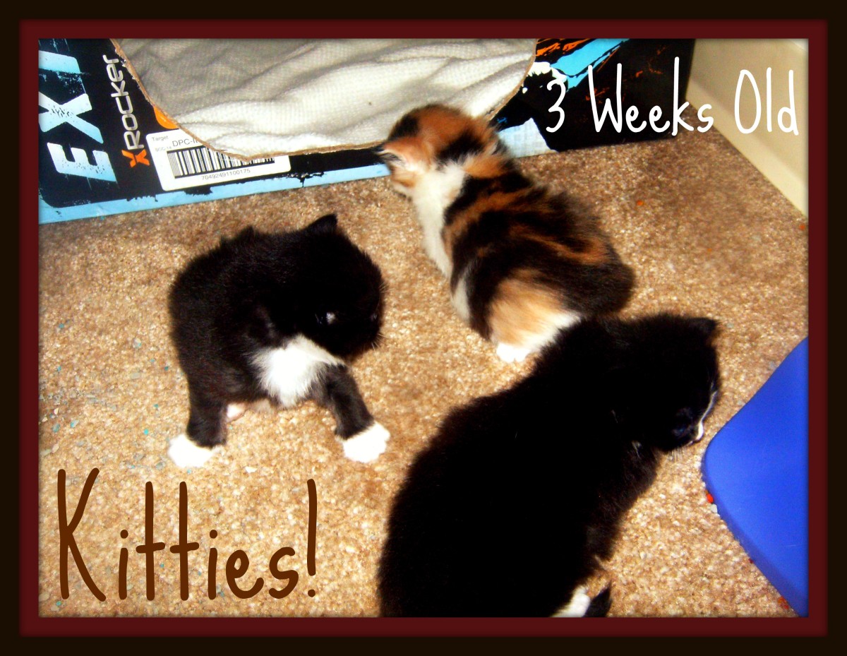 The kittens at 3 weeks old. They're sitting up, walking around, and play-fighting with each other now. :)
