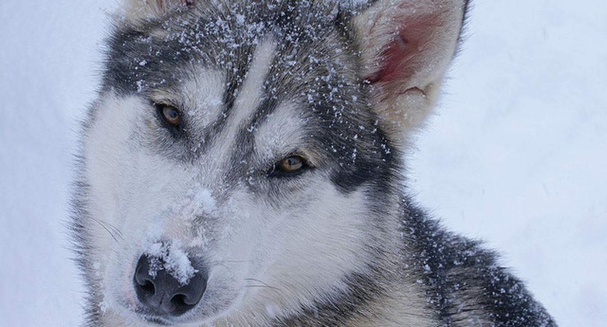 most beautiful dogs to own