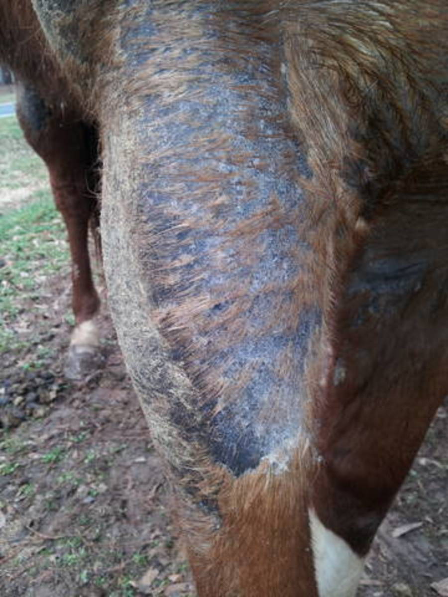 Equine hair loss due to rain rot.
