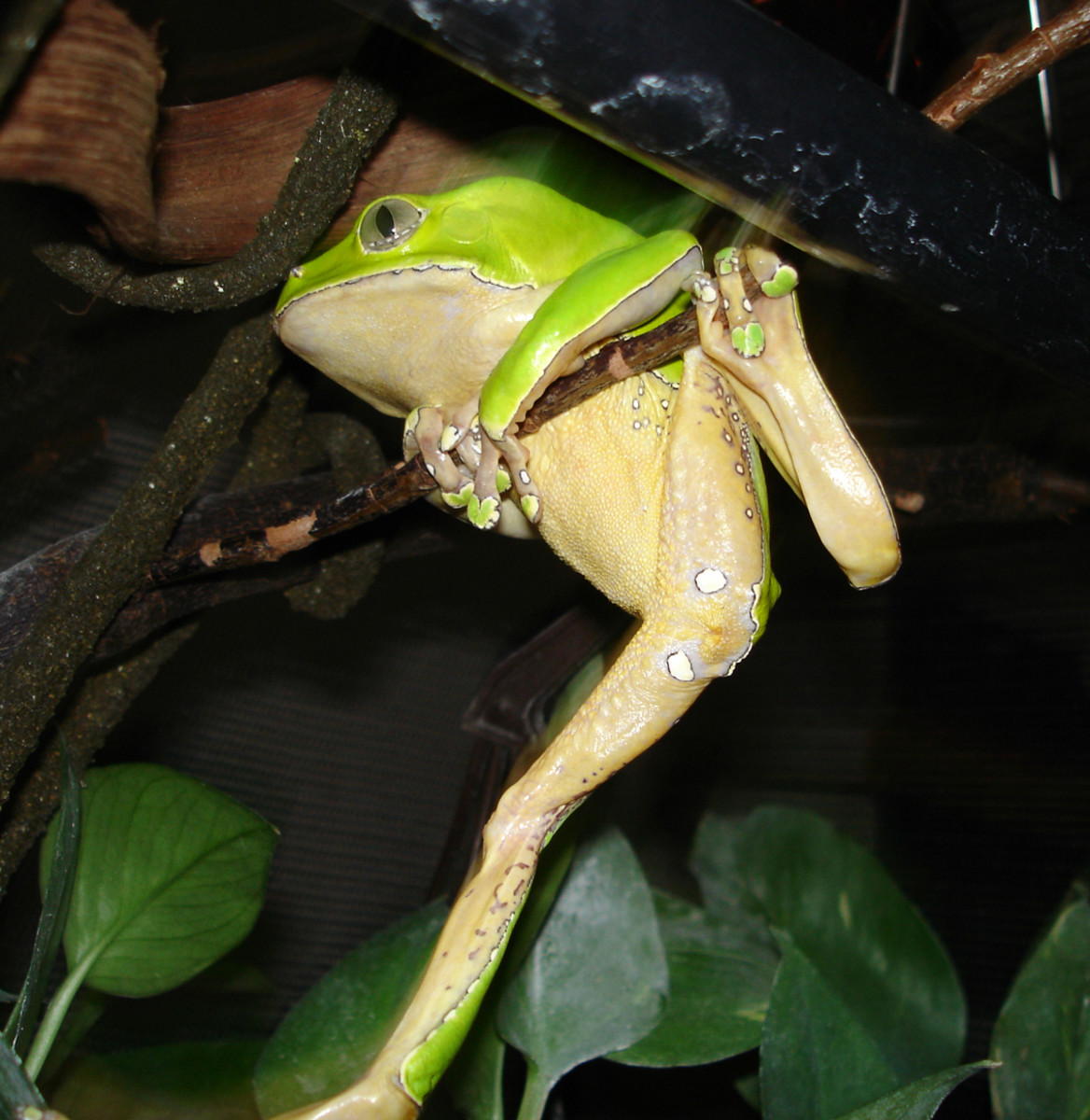 How to Care for the Giant Waxy Monkey Tree Frog PetHelpful