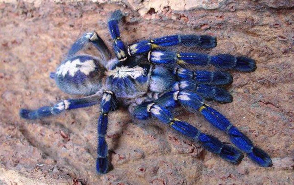 Ornamental tarantulas are generally kept only by more experiences pet owners. 
