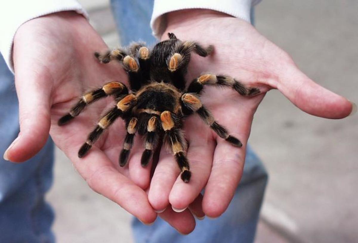 Mexican red-knee tarantulas are named for the reddish-orange coloration on portions of their legs. 