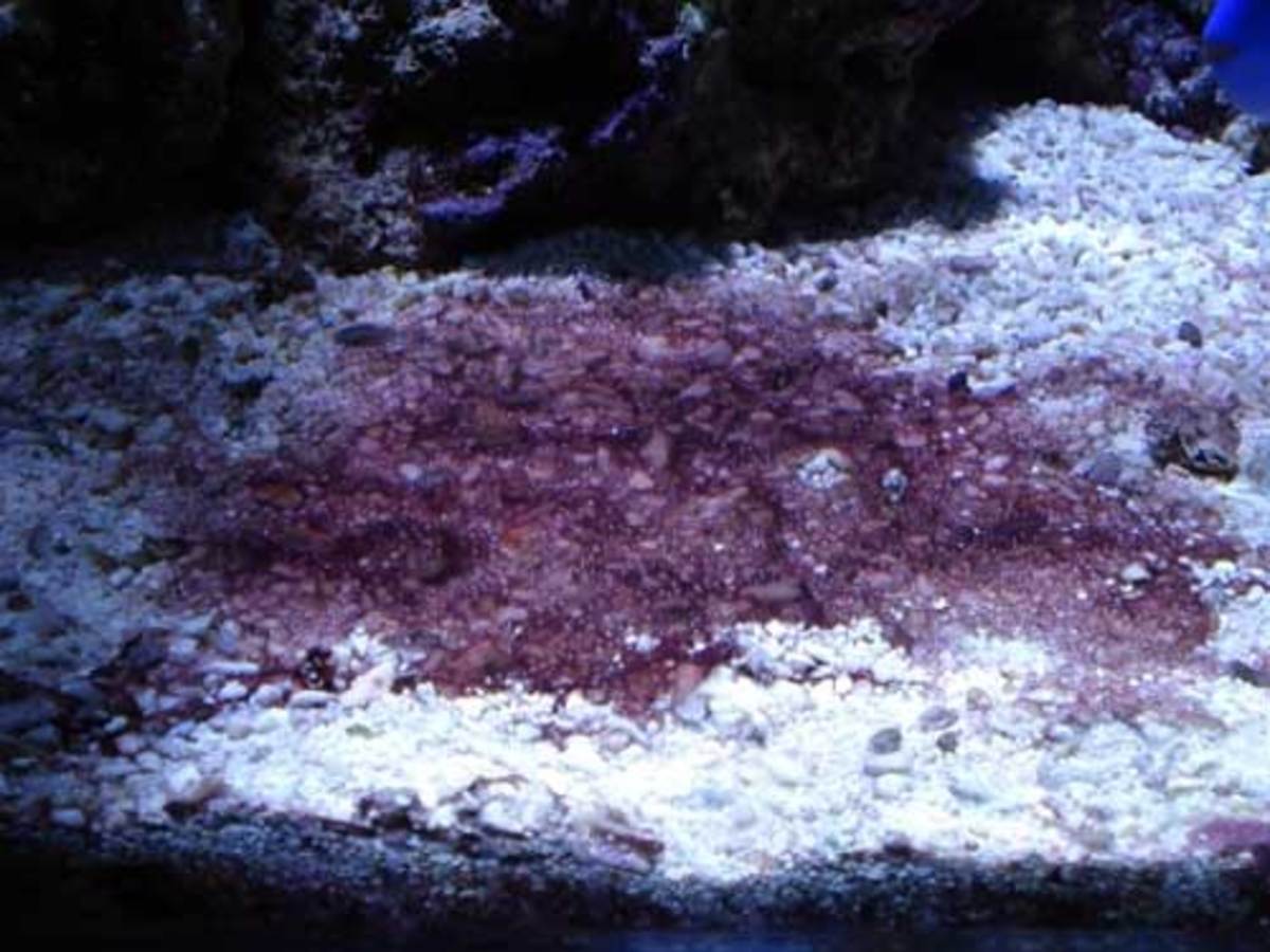 In a marine aquarium, cyanobacteria often looks red or purple. It can be easily handled with the addition of a small group of crabs.