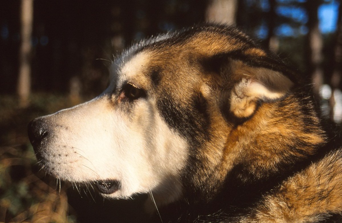 Alaskan malamute - high energy dog