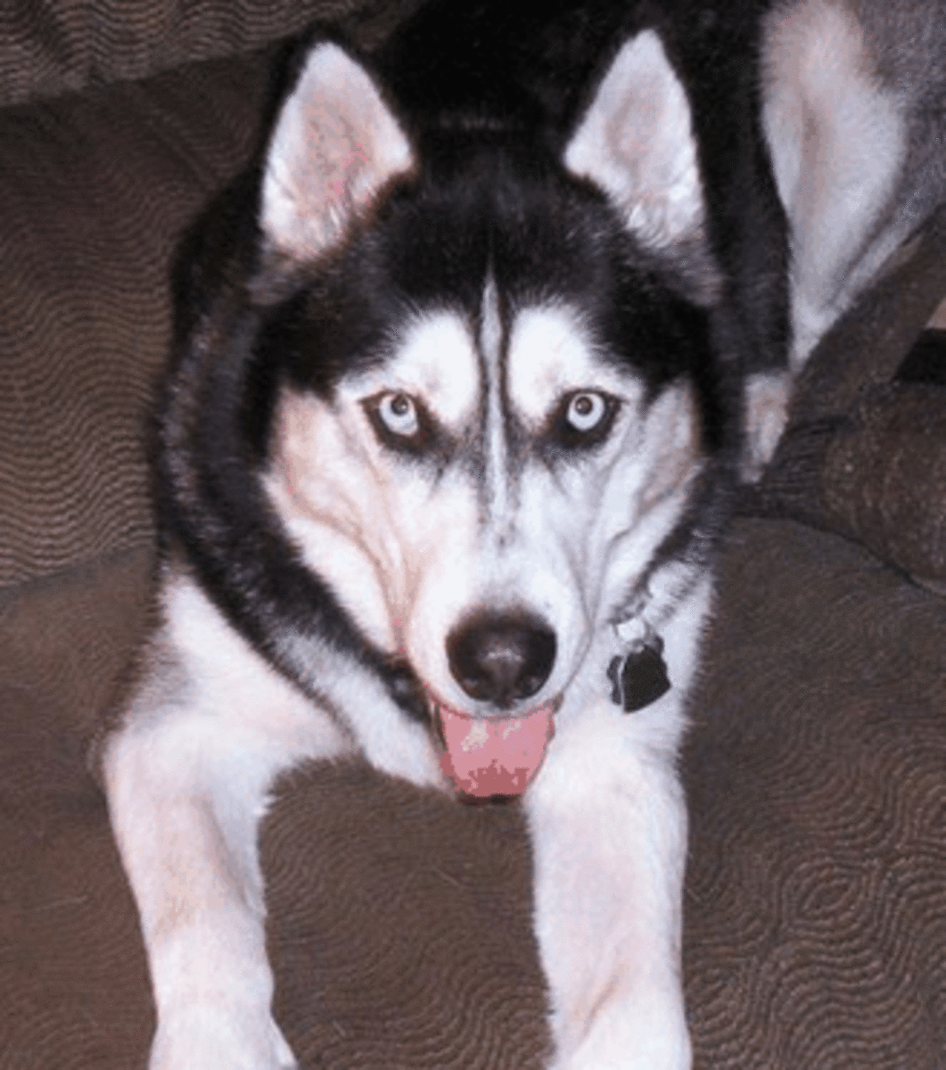Generally, Huskies are also good-natured towards strangers and sociable towards other dogs.
