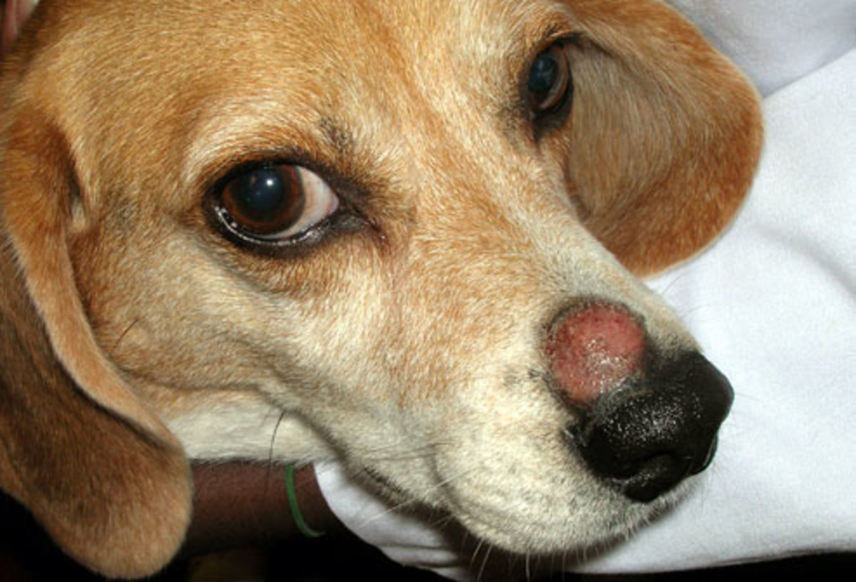 how contagious is ringworm from dog to human