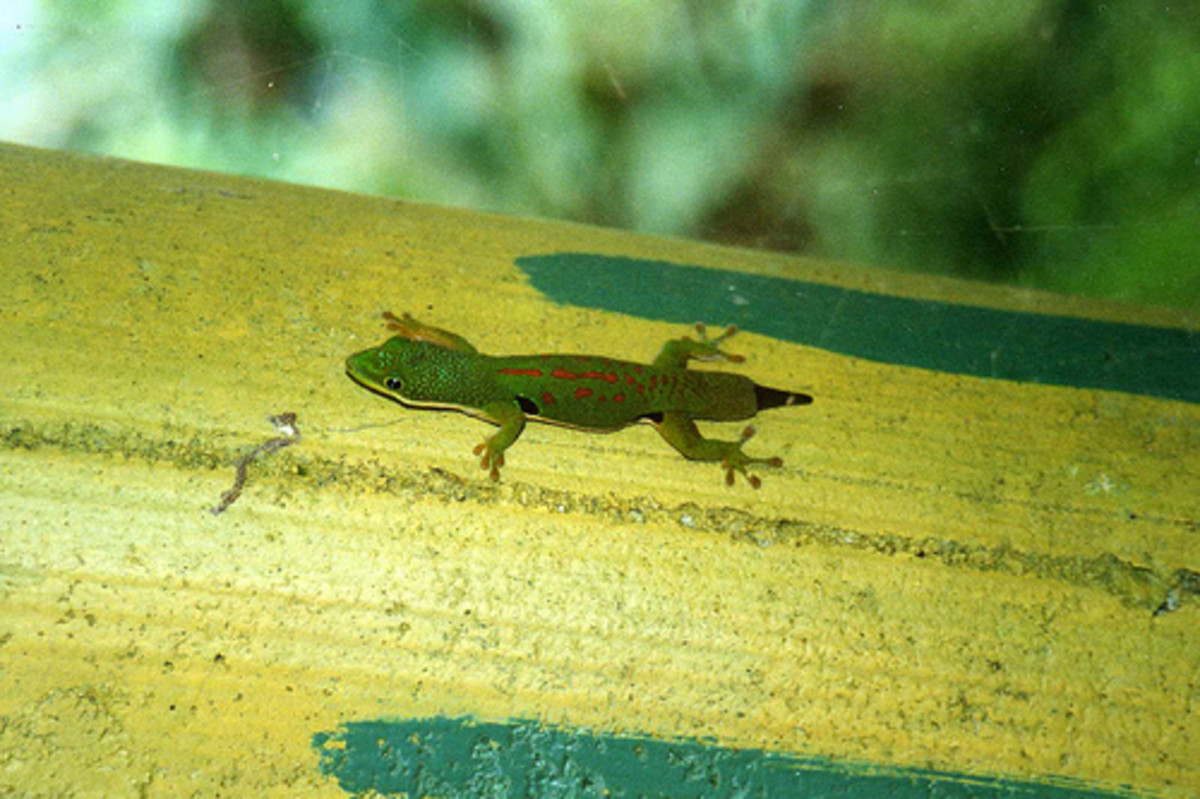 why-do-lizards-lose-their-tails-limb-regeneration