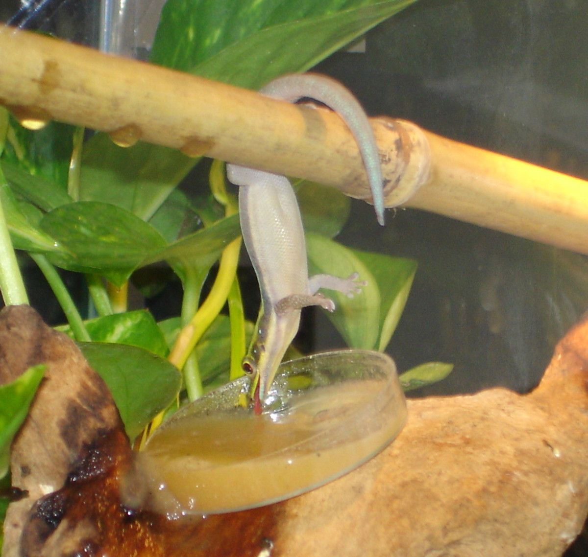 The geckos get calcium in their fruit baby food