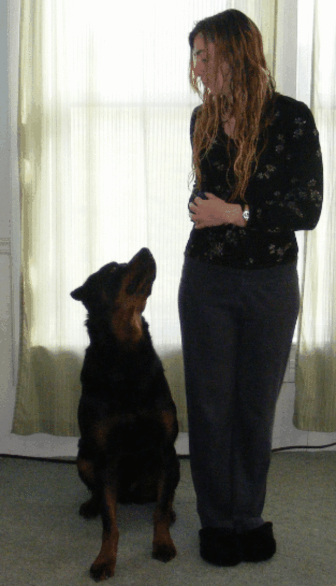 Heel position with attention (Note: For competitions, dogs should be sitting tighter and closer.)