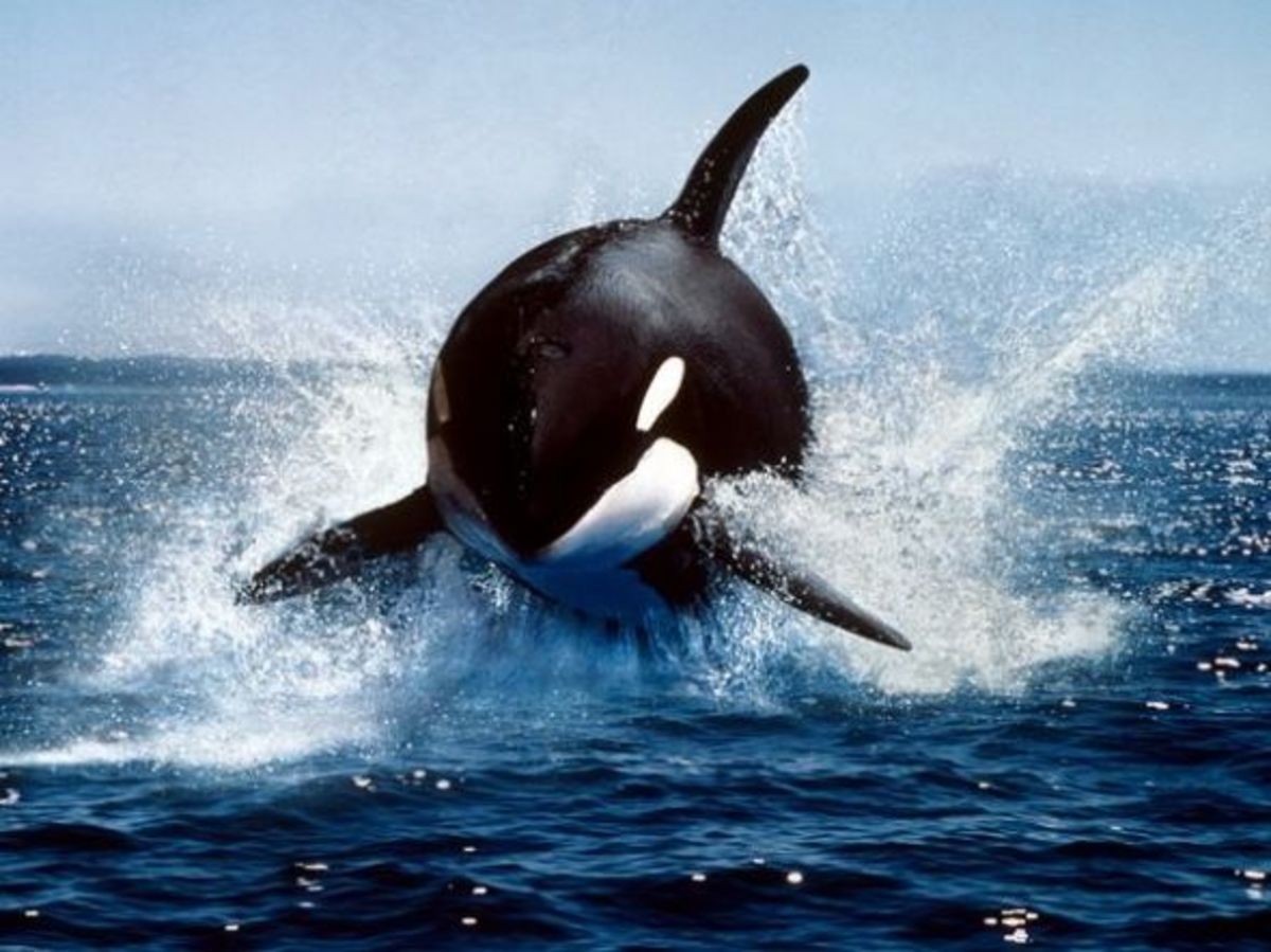 "I'm on the hunt!" says this orca.