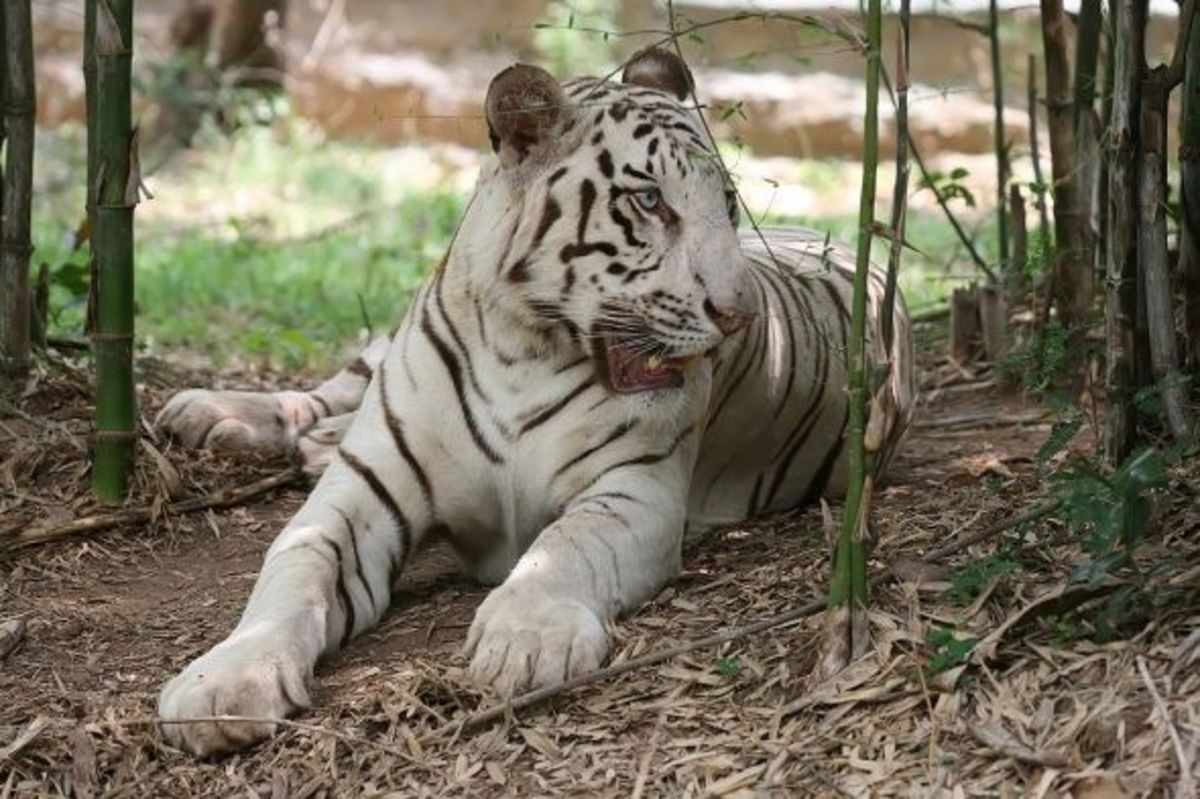 The Magnificent White Tiger