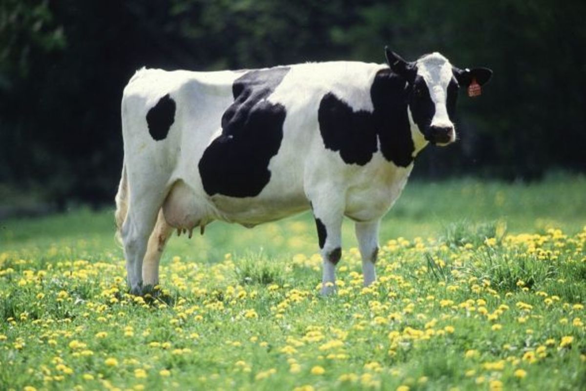 The Holstein Cow—The First Image That Comes to Mind When Cow Is Mentioned