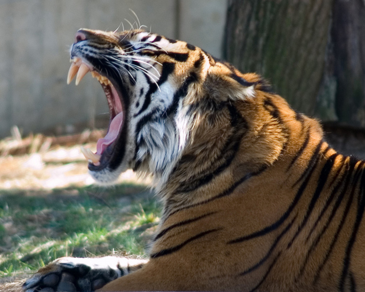 A tiger displaying its massive canines. 