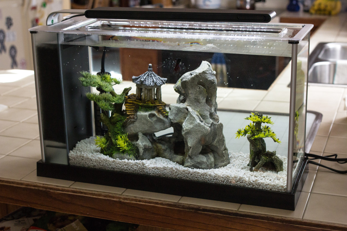 My Half moon Fish Tank  Fish tank, Fish tank design, Salt water fish