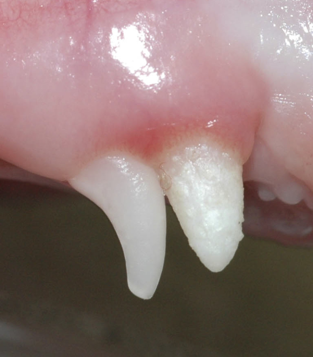 Retained puppy canine - note that the teeth are even closer together than normal teeth in a dogs mouth