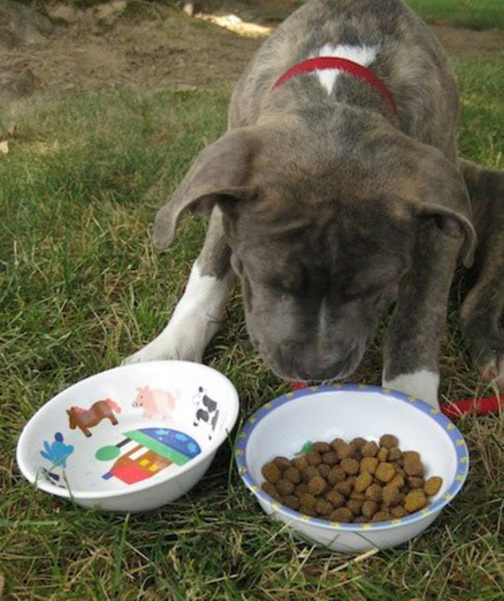 Will premium foods keep your dog around any longer? Will his life be better?