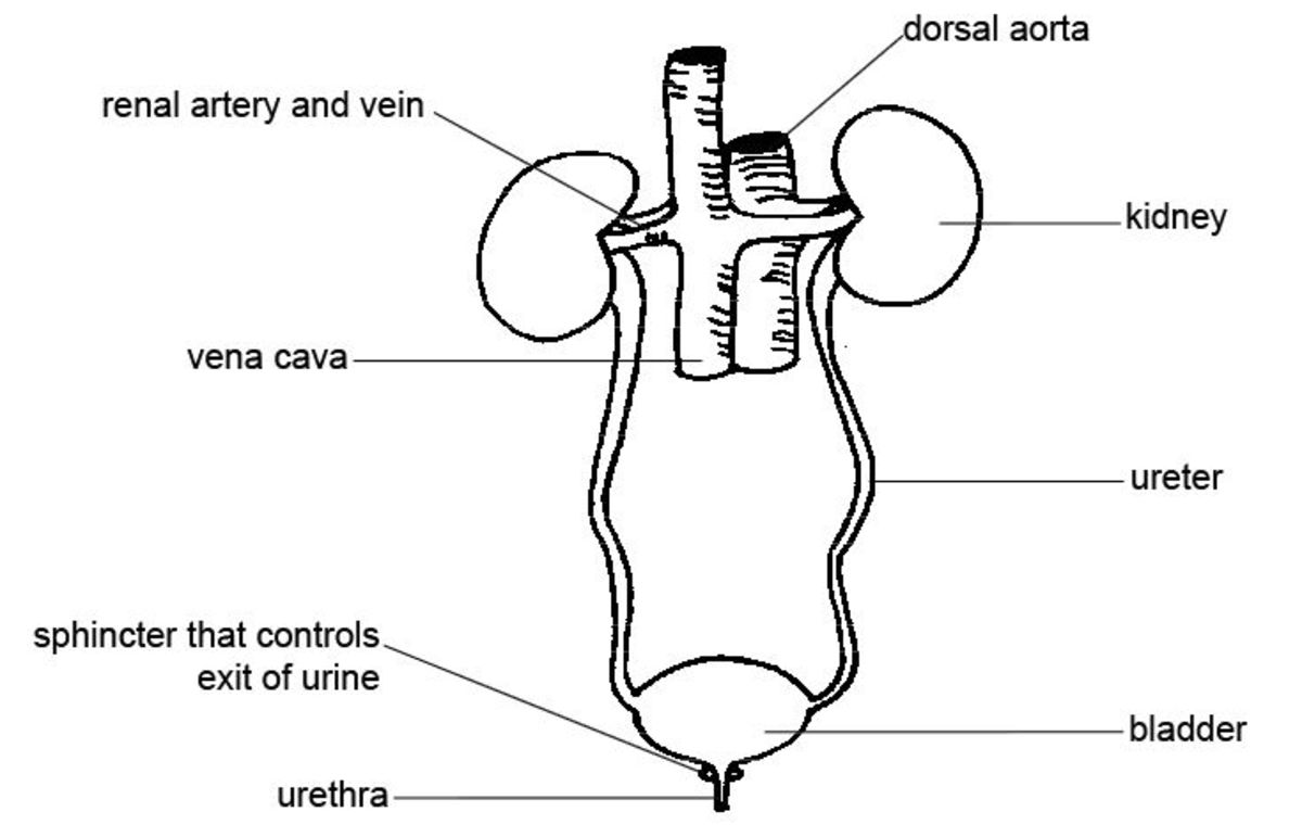 Anatomy of the urinary system.