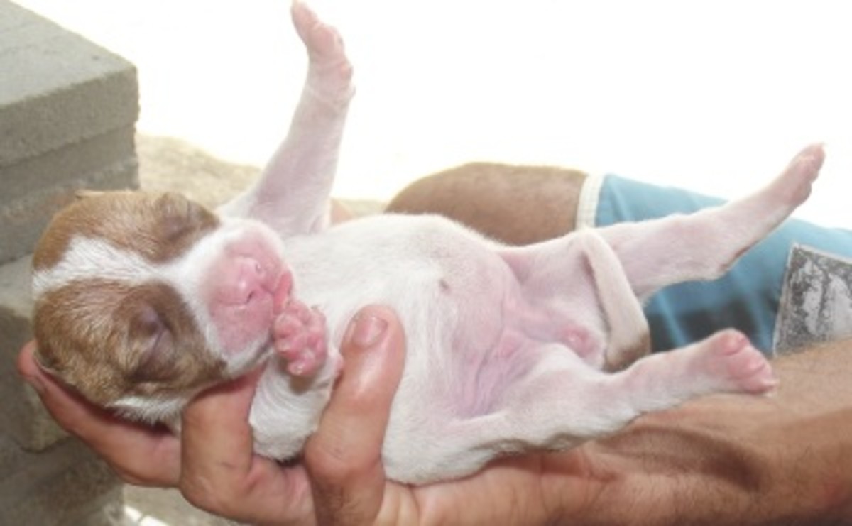 Early touching may make a puppy more willing to learn and perhaps more intelligent.