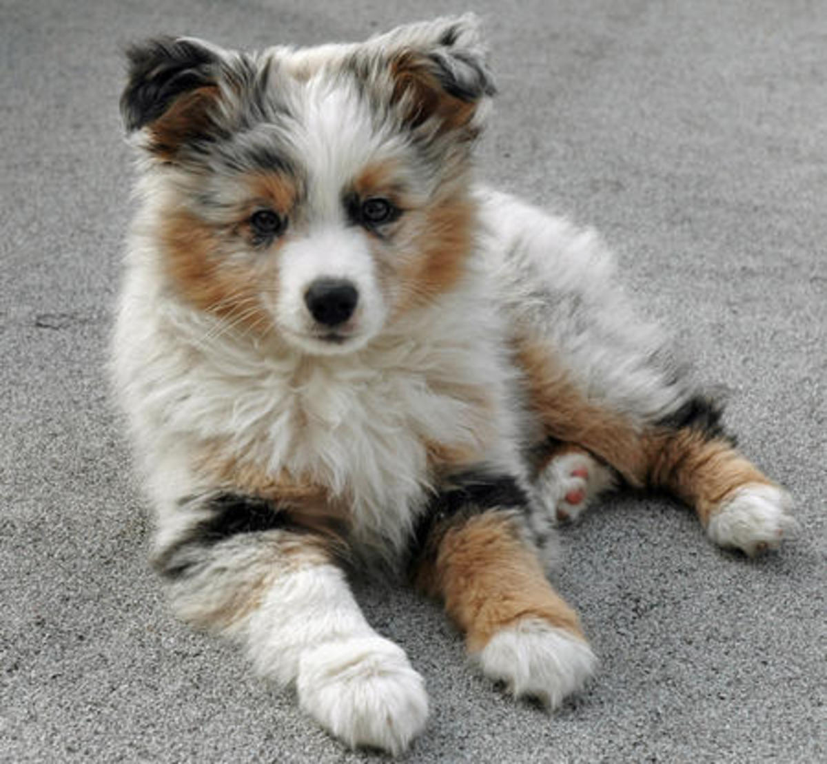 Facts About Australian Shepherds Pethelpful By Fellow Animal Lovers And Experts